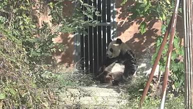 高清实拍苏州熊猫视频的预览图